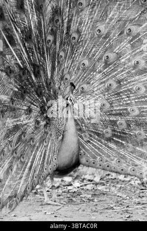 Paons dans le parc des cerfs, Whizgle News, Dutch Desk, pays-Bas, 1950 - 2000 sur 28-02-1993. L'image inclut ces rubriques. La scène présente un magnifique paon affichant ses plumes de queue irisées, qui sont ventilées dans un tableau étonnant rappelant un éventail vibrant et orné. Le corps du paon est principalement d'un gris doux, contrastant fortement avec les motifs complexes et semblables à des yeux sur ses plumes, qui baignent dans des tons de bleus, de verts et d'or, bien que cela soit rendu en monochrome. L'arrière-plan est légèrement flou, focalisant l'attention sur le paon, et suggère un cadre naturel, perha Banque D'Images