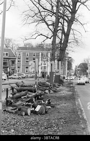 Couper les arbres Kleine Houtweg arbres Haarlem Kleine Houtweg pays-Bas, Whizgle News, Dutch Desk, pays-Bas, 1950 - 2000 on 04-02-1969. L'image inclut ces rubriques. La scène met en scène un paysage monochromatique sombre évoquant une journée fraîche et nuageuse. Un grand arbre sans feuilles se dresse bien en vue, ses branches noueuses atteignant le ciel sur un fond gris. D'un côté de la route, un tas de bûches fraîchement coupées se trouve au hasard, suggérant un enlèvement récent d'arbres ou des travaux d'aménagement paysager. Les bûches varient en longueur et en épaisseur, l'écorce étant toujours intacte, ce qui indique leur récolte récente Banque D'Images