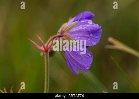 Délicate Violet Bloom recouvert de gouttes de rosée, Macro photographie d'une fleur sauvage dans un habitat naturel Banque D'Images