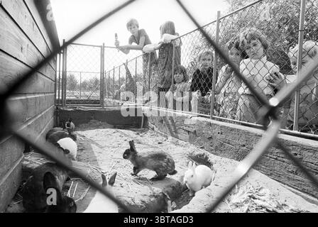 Zoo pour enfants W. Alexanderplantsoen B'wijk Rabbit hutch zoo pour enfants Beverwijk Willem-Alexanderplantsoen pays-Bas, Whizgle News, Dutch Desk, pays-Bas, 1950 - 2000 on 31-08-1977. Ces rubriques sont illustrées dans l'image. La scène représente un cadre extérieur animé, probablement dans un parc ou une cour de ferme, où un groupe d'enfants est rassemblé autour d'un enclos de lapins. L'enceinte est faite de panneaux de bois et dispose d'une clôture en fil de fer, permettant une visibilité claire des lapins à l'intérieur. À l'intérieur du stylo, une variété de lapins se blottissent ensemble, présentant différentes couleurs de fourrure, y compris des nuances de noir, br Banque D'Images