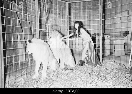 Thea avec des lions dansant des animaux, Whizgle News, Dutch Desk, pays-Bas, 1950 - 2000 le 23-11-1967. L'image montre ces rubriques. Dans un cadre clos et sombre, deux lions majestueux sont assis côte à côte, leur fourrure étant un mélange de blanc crème et de bronzage doux, contrastant avec les tons doux de l'espace environnant. Les lions dégagent un air de calme et de puissance, leurs grands corps détendus mais alerte. À côté d'eux, une femme se tient avec un élégant maintien, sa tenue ressemblant à un costume glamour, coulant gracieusement de sa taille. Le tissu scintille sous l'éclairage, ce qui projette des ombres douces et diffuses qui Banque D'Images