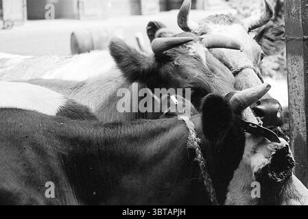 Vache avec trou dans les animaux d'oeil, Whizgle News, Dutch Desk, pays-Bas, 1950 - 2000 le 13-07-1972. L'image montre ces rubriques. Une scène de gros plan capture un groupe de vaches groupées étroitement ensemble, leurs têtes et épaules partiellement obscurcies les unes par les autres. Les textures de leur fourrure varient, affichant un mélange de tons noirs riches, bruns profonds et blancs crémeux. Les courbes douces de leurs corps contrastent avec les angles aigus de leurs cornes, qui font saillie en évidence, certains ornés de signes d'âge et d'usure. L'arrière-plan est légèrement flou, suggérant une grange ou un cadre de ferme floue, addi Banque D'Images
