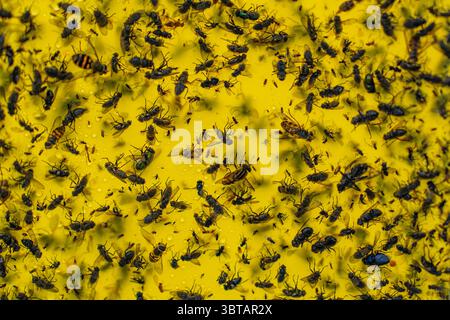 Infestation d'insectes piège jaune collant couvert de mouches mortes et d'insectes. Lutte antiparasitaire Banque D'Images