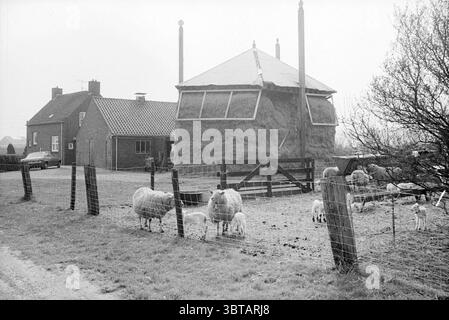 Ferme récréative avec moutons à Spaarnwoude fermes Spaarnwoude Spaarnwoude, Whizgle News, Dutch Desk, pays-Bas, 1950 - 2000 le 06-04-1981. Ces rubriques sont illustrées dans l'image. La scène représente un cadre rural pittoresque, caractérisé par un mélange d'éléments agricoles et d'architecture simple. Au premier plan, un groupe de moutons pèle paisiblement, leurs manteaux blancs laineux contrastant avec les tons doux de l'environnement. Parmi eux, quelques agneaux se déplacent de manière ludique, ajoutant un sentiment de vivacité à l'atmosphère tranquille. Sur le côté, une grande meule de foin, avec sa forme rustique et conique, dom Banque D'Images