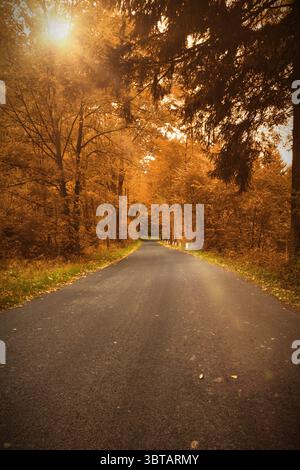 La route de campagne serpente à travers la forêt d'automne dans un design plat, montrant des feuilles tombées et des éruptions de soleil Banque D'Images