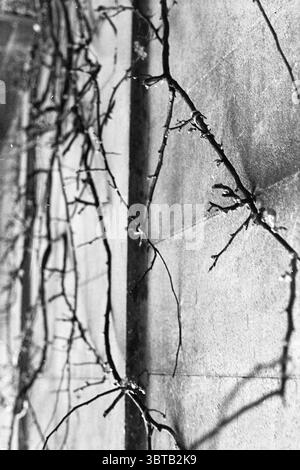 Plantez dans les jardins publics en fleurs plantes arbustes Heisters, Whizgle News, Dutch Desk, pays-Bas, 1950 - 2000 on 28-12-1971. L'image contient ces rubriques. La scène capture une vue rapprochée d'une surface texturée, probablement un mur, avec des vignes minces et tordues ou des branches serpentant à travers elle. Le mur semble rugueux, peut-être en pierre ou en ciment, et sa couleur est un gris sourd, créant une toile de fond neutre qui souligne les lignes délicates et sombres des branches. Les vignes sont complexes, avec des chemins dentelés et sinueux qui créent un sentiment de chaos organique contre la misère du mur. Certains Banque D'Images