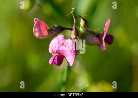 Pois plat, Lathyrus sylvestris rose fleur d'été closeup focus sélectif Banque D'Images