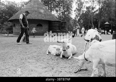 Groenendaal parc animalier zoo Heemstede pays-Bas, Whizgle News, Dutch Desk, pays-Bas, 1950 - 2000 le 09-07-1985. Ces rubriques apparaissent dans l'image. La scène se déroule dans un cadre extérieur animé mais serein, caractérisé par une atmosphère rustique. Au premier plan, plusieurs chèvres sont étendues sur le sol sablonneux, leur fourrure blanche contrastant doucement avec les tons terreux qui les entourent. Certains pâturent, la tête baissée, tandis que quelques autres s'inclinent paisiblement, ajoutant un calme à la scène. À proximité, un homme se promène décontractée, portant un gilet sombre sur une chemise légère, exsudant un se Banque D'Images