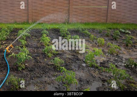 Système d'arrosage arrosant le potager avec des plantes vertes et des plants sur le sol dans la cour arrière. Irrigation écologique, jardinage et agr durable Banque D'Images