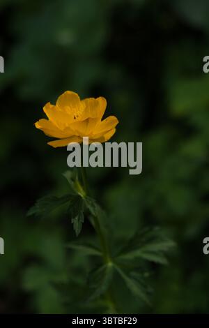 Fleur jaune magique. Macro photo, grande fleur jaune. Banque D'Images