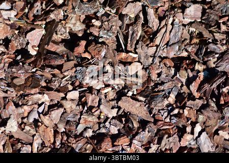 Texture détaillée du paillis d'écorce de pin brun à la lumière du soleil. Couvre-sol organique naturel utilisé dans le jardinage et l'aménagement paysager, créant un backgrou terreux rustique Banque D'Images