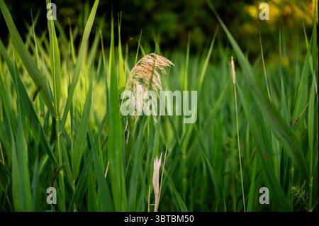 Végétation dense de roseau Green Phragmites avec inflorescence sèche sur le bord du ruisseau dans un bel éclairage du soir, en été. Banque D'Images