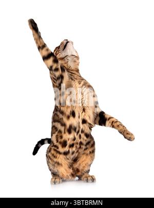 Bengal Cat in front of white background Banque D'Images