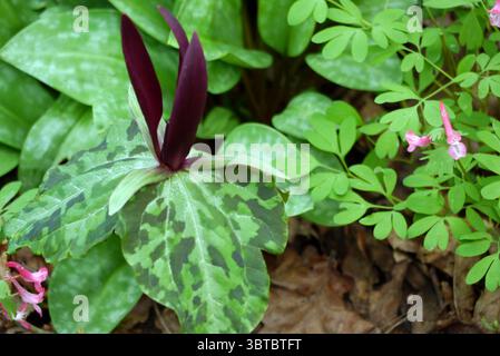 Tall Maroon Trillium Kurabayashii (géant Purple Wake-Robin) fleurs exposées au RHS Garden Harlow Carr, Harrogate, Angleterre, Royaume-Uni. Banque D'Images