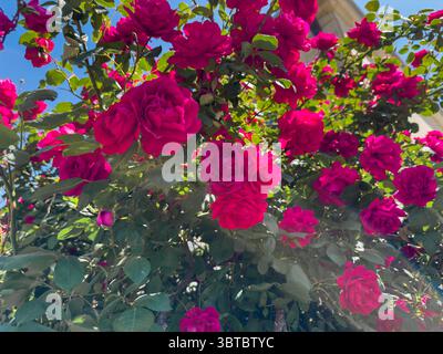 Un tas de roses roses fleurissent dans un jardin. Le ciel est bleu et clair. Les roses sont en pleine floraison et sont très jolies Banque D'Images