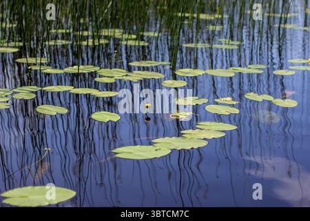 Les nénuphars et les roseaux de l'eau sereine se reflètent dans les eaux calmes du lac le jour ensoleillé Banque D'Images