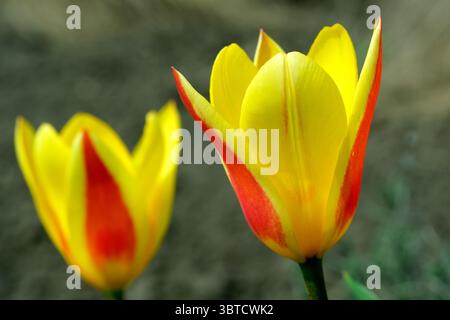Gros plan de tulipes rouges et jaunes fleurissant dans un parterre de fleurs dans un jardin botanique un jour ensoleillé de printemps., fond de plante, bannière, décoration de page web, Banque D'Images