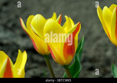 Gros plan de tulipes rouges et jaunes fleurissant dans un parterre de fleurs, fond de plante, bannière, décoration de page web, illustration de la nature. Banque D'Images