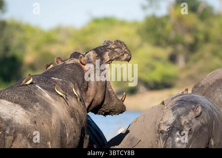 Hippopotames recouverts de boue dans la rivière Chobe au Botswana avec la bouche ouverte, des pics bovins sur le dos, et une mère et un veau parmi le groupe. Banque D'Images
