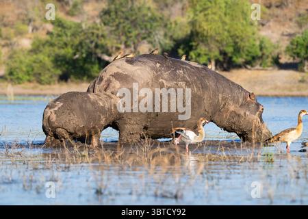 Hippopotames recouverts de boue dans la rivière Chobe au Botswana avec la bouche ouverte, des pics bovins sur le dos, et une mère et un veau parmi le groupe. Banque D'Images