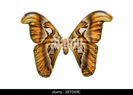 Teigne de l'Atlas (Attacus atlas) isolée sur fond blanc. Ce papillon est l'un des plus grands lépidoptères, endémique des forêts d'Asie. Banque D'Images
