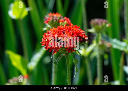 Croix de Malte (Silene chalcedonica) Banque D'Images