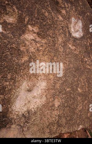 5 mai 2007, Moab, Utah, États-Unis : traces de dinosaures Therapod sur une dalle de grès le long du fleuve Colorado près de Moab, Utah. Les pistes semblent plus blanches parce que quelqu'un a essayé une fois de faire un casting des pistes avec du ciment. (Crédit image : © Jon G. Fuller, Jr/VW pics via ZUMA Wire) Banque D'Images