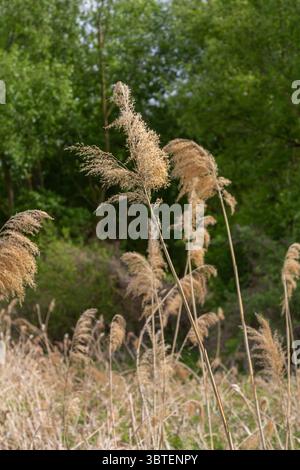 De grandes plantes de roseau communes avec de denses panaches dorés balancent la brise sur un fond de feuillage vert éclatant sous un ciel clair en début d'après-midi. Banque D'Images