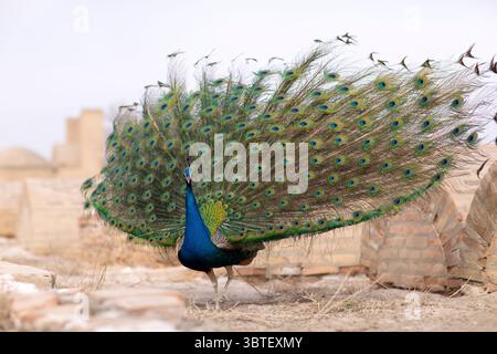 Un paon sort lentement ses plumes éclatantes, affichant un superbe motif de bleus et de verts irisés. Banque D'Images