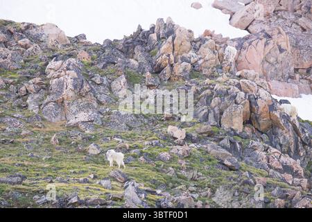 Chèvres de montagne (Oreamnos americanus). Juin dans la forêt nationale de Shoshone, Wyoming. Banque D'Images