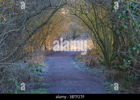 Chemin inondé de lumière dans la forêt avec des arbres voûtés dans une atmosphère paisible, Reinheimer Teich, Reinheim, Hesse, Allemagne Banque D'Images