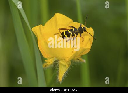 Guêpe à motifs ressemblant à une guêpe, également guêpe commune (Clytus arietis), mimétisme de guêpe, Valais, Suisse Banque D'Images