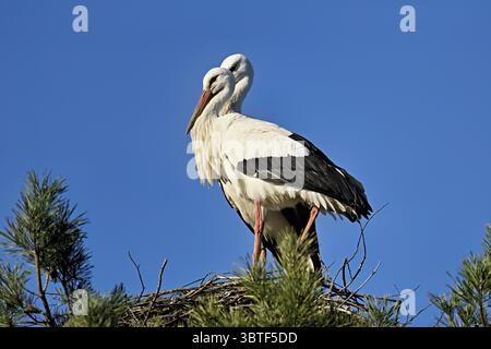 Cigognes blanches (Ciconia ciconia), paire debout sur eyrie, Suisse Banque D'Images