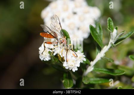 Abeille parasite guêpe se nourrissant sur les fleurs d'Ozothamnus. Banque D'Images