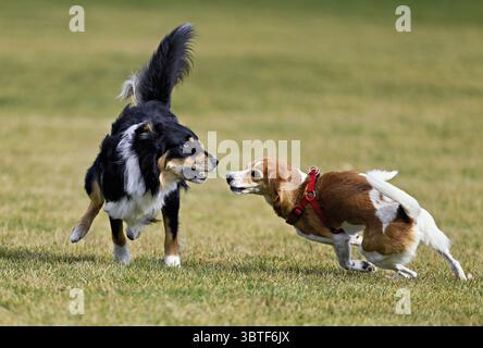 Chien de race mixte entre Border Collie et Australian Shepherd joue avec Beagle, en Suisse Banque D'Images