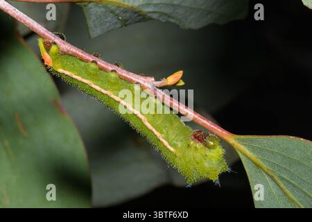 Helena Gum Moth larve sur Snow Gum. Banque D'Images