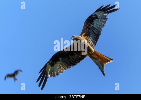 Deux cerfs-volants rouges volant haut dans le ciel bleu, un proche et un au loin, Red Kite, (Milvus milvus) faune, Allemagne Banque D'Images