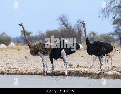 Autruche commune (Struthio camelus), femelle adulte et deux mâles, buvant dans un point d'eau, parc national de Nxai Pan, Botswana Banque D'Images