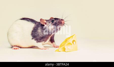 Portrait d'un rat noir et blanc mignon mangeant du fromage. Fromage et souris. Souris avec une tranche de fromage isolé sur blanc. Petite souris essayant de déplacer un Banque D'Images