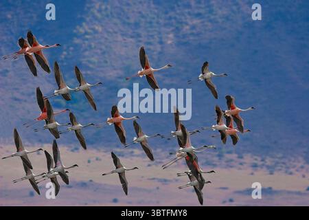 23 novembre 2008, Kenya : vue aérienne de flamants roses survolant le lac Bogoria, Kenya (crédit image : © Airpano LLC/Amazing Aerial via ZUMA Wire) Banque D'Images