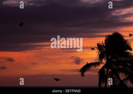 Vue d'un coucher de soleil saisissant avec des palmiers silhouettes et des oiseaux contre un ciel ardent, reflétant sur l'océan tranquille, Waikkal, Province du Nord-Ouest, Sri Lanka. Banque D'Images