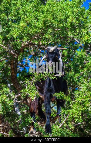 Chèvres grimpantes dans la forêt d'argan du Maroc, Essaouira, Maroc Banque D'Images