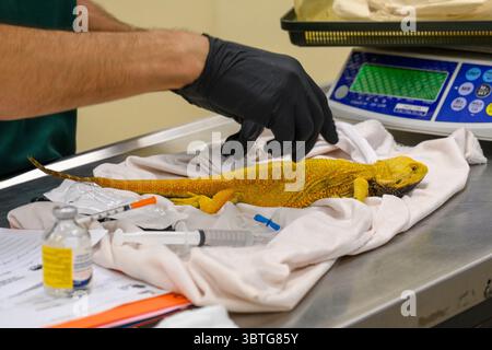 Un médecin vétérinaire examine un animal de zoo de dragon barbu Pogona aka photographié à l'Hôpital israélien de la faune, Safari Ramat Gan, Israël Banque D'Images