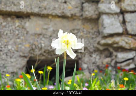 Jonquille commune (Narcissus tazetta) photographiée dans les collines de Jérusalem, en Israël, en avril Banque D'Images