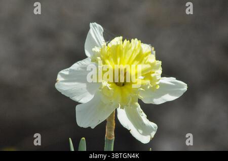Jonquille commune (Narcissus tazetta) photographiée dans les collines de Jérusalem, en Israël, en avril Banque D'Images