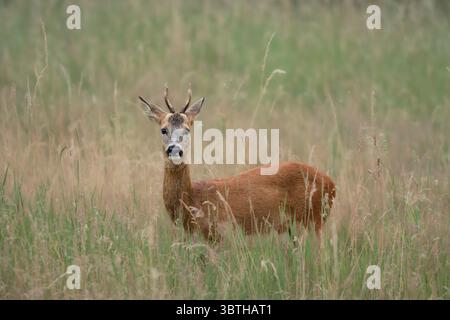 Chevreuil de chevreuil orienté vers l'avant, debout dans de hautes herbes d'été. Portrait précis de la faune dans un environnement extérieur naturel. Banque D'Images