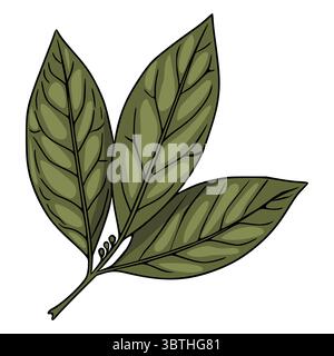 Illustration vectorielle de trois feuilles vert olive détaillées avec des veines visibles et de petits bourgeons sur une tige, isolés sur fond blanc. Illustration de Vecteur