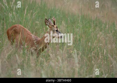 Stare Skoszewy, Voïvodie de Lodz/Pologne – 7 juillet 2025 : Capreolus capreolus partiellement obscurci par l'herbe dans les prairies naturelles d'été. Banque D'Images