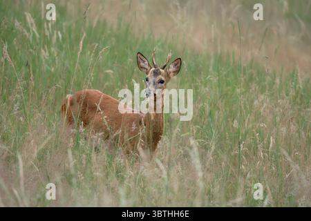 Stare Skoszewy, Voïvodie de Lodz/Pologne – 7 juillet 2025 : touffe de chevreuil sauvage debout dans de hautes herbes, partiellement obscurcie par la végétation dans l'habitat naturel Banque D'Images