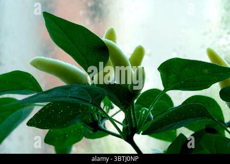 Piments verts poussant sur une plante près d'une fenêtre. Banque D'Images